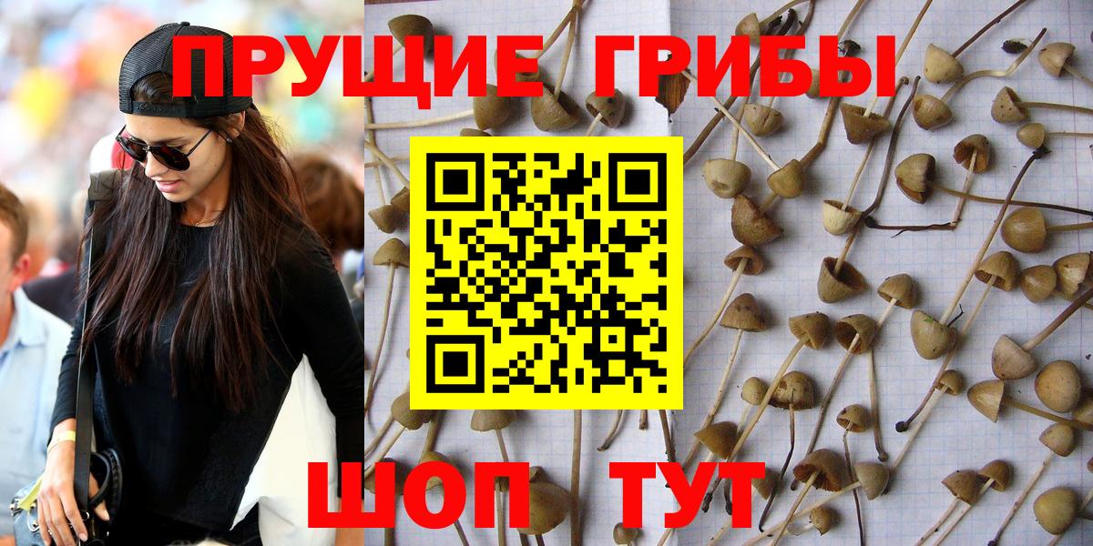 Псилоцибиновые грибы MAGIC MUSHROOMS  Вход с VPN  Шадринск 